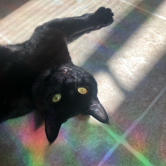 Meet your Posher, Bree - Picture 2 of 3